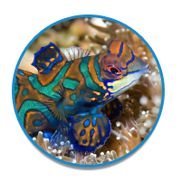 Explore Saltwater Livestock